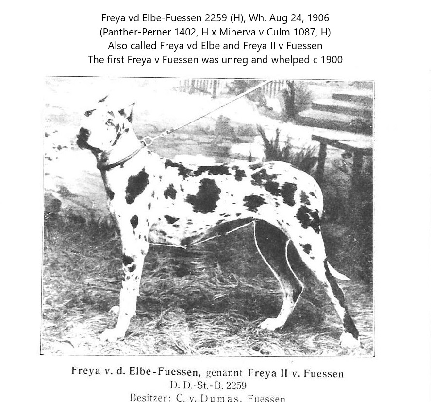Freya vd Elbe-Fuessen